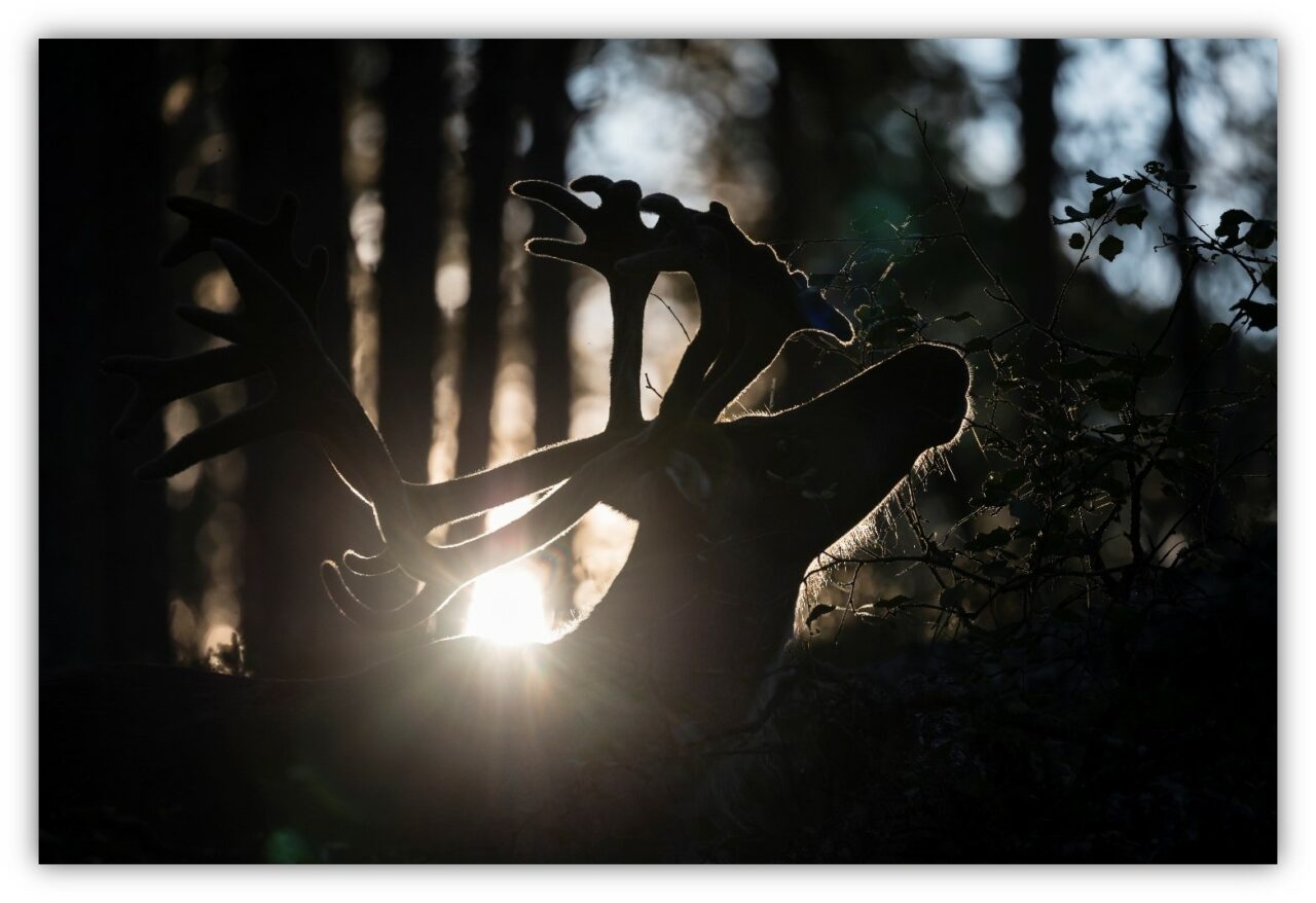 A reindeer in a forest.
