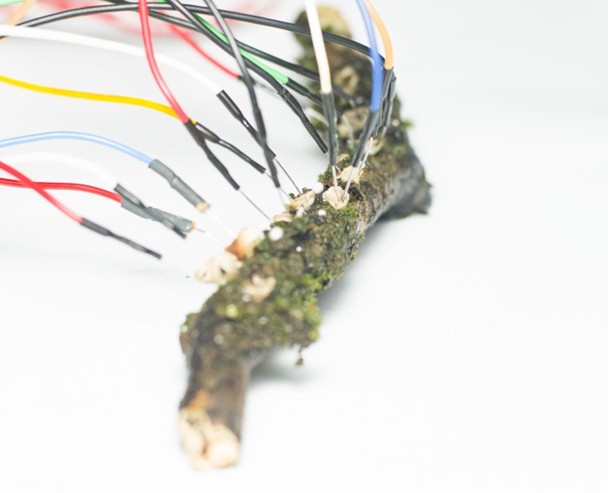A close-up photograph shows a small piece of moss-covered wood with multiple colored wires attached using clips. The wires extend outward from the object, combining natural material with electronic components in an experimental setup related to so-called mushroom computing.
