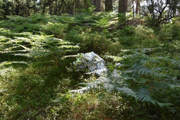 A  photograph shows a dense green forest floor covered with ferns and undergrowth. In the middle of the vegetation, a reflective, foil-like material is partially concealed among the plants, catching rays of sunlight filtering through the trees and blending into the natural surroundings.