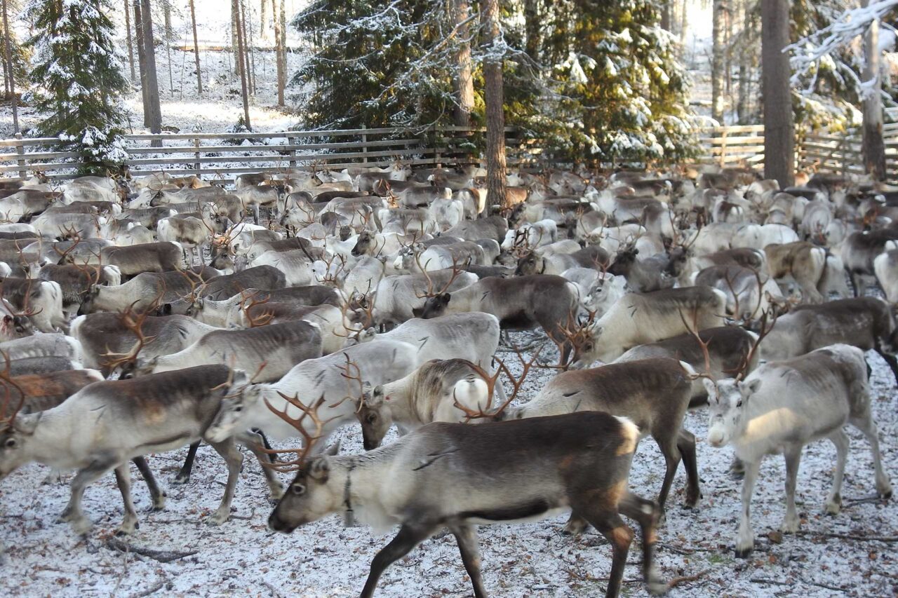 Porotokka aitauksessa.