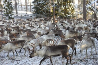 Porotokka aitauksessa.