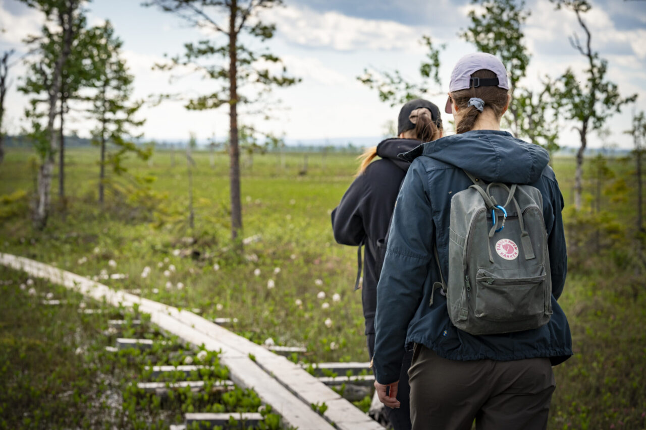 Kaksi henkilöä kulkee kesäisellä suolla pitkospuita pitkin.