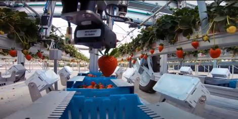 Robotin atula nostaa mansikkaa koriin kasvihuoneessa.