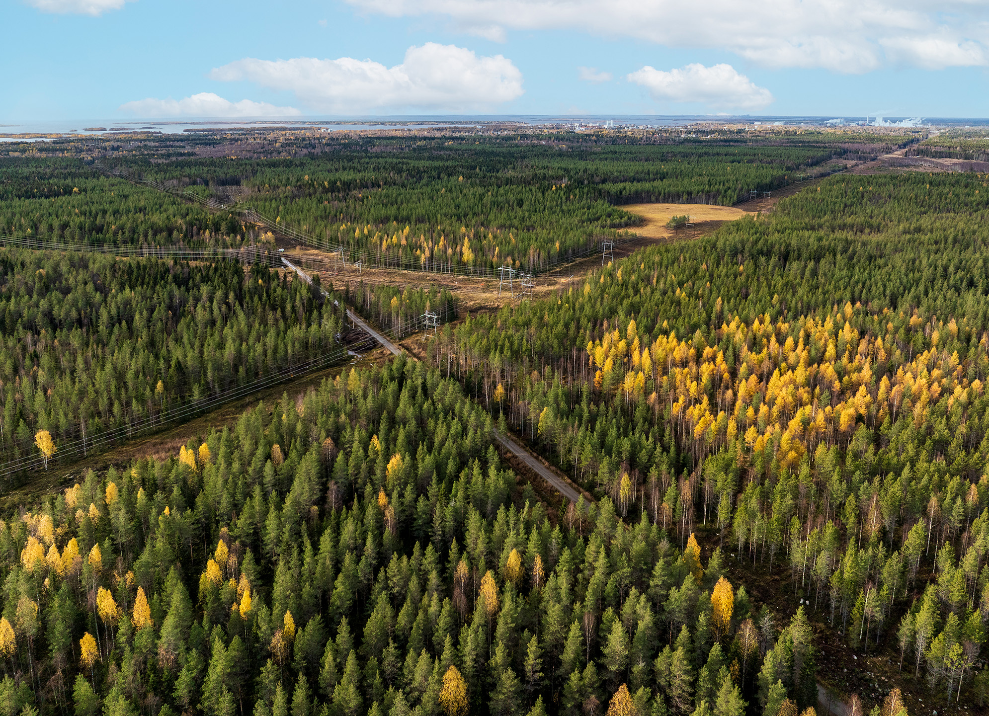 Metsää ilmasta kuvattuna.