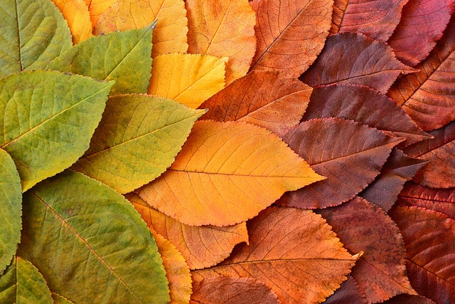 Autumn leaves